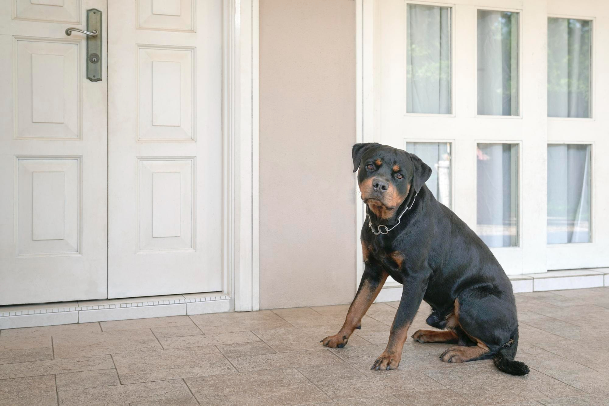 Newsweek Features Revival's Science-Based Approach to Reactive Dogs