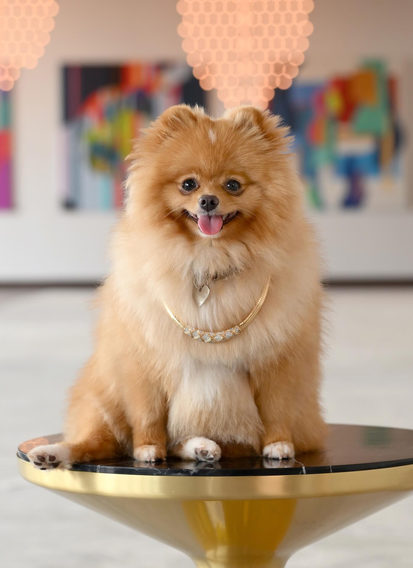 Spotlight: Dynamic Women — Hayley Kenner on Building Houston's Most Trusted Dog Training Company