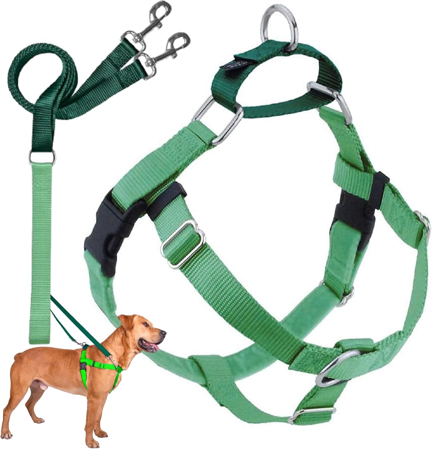 Training Tools — Revival Dog Training trainer-approved
