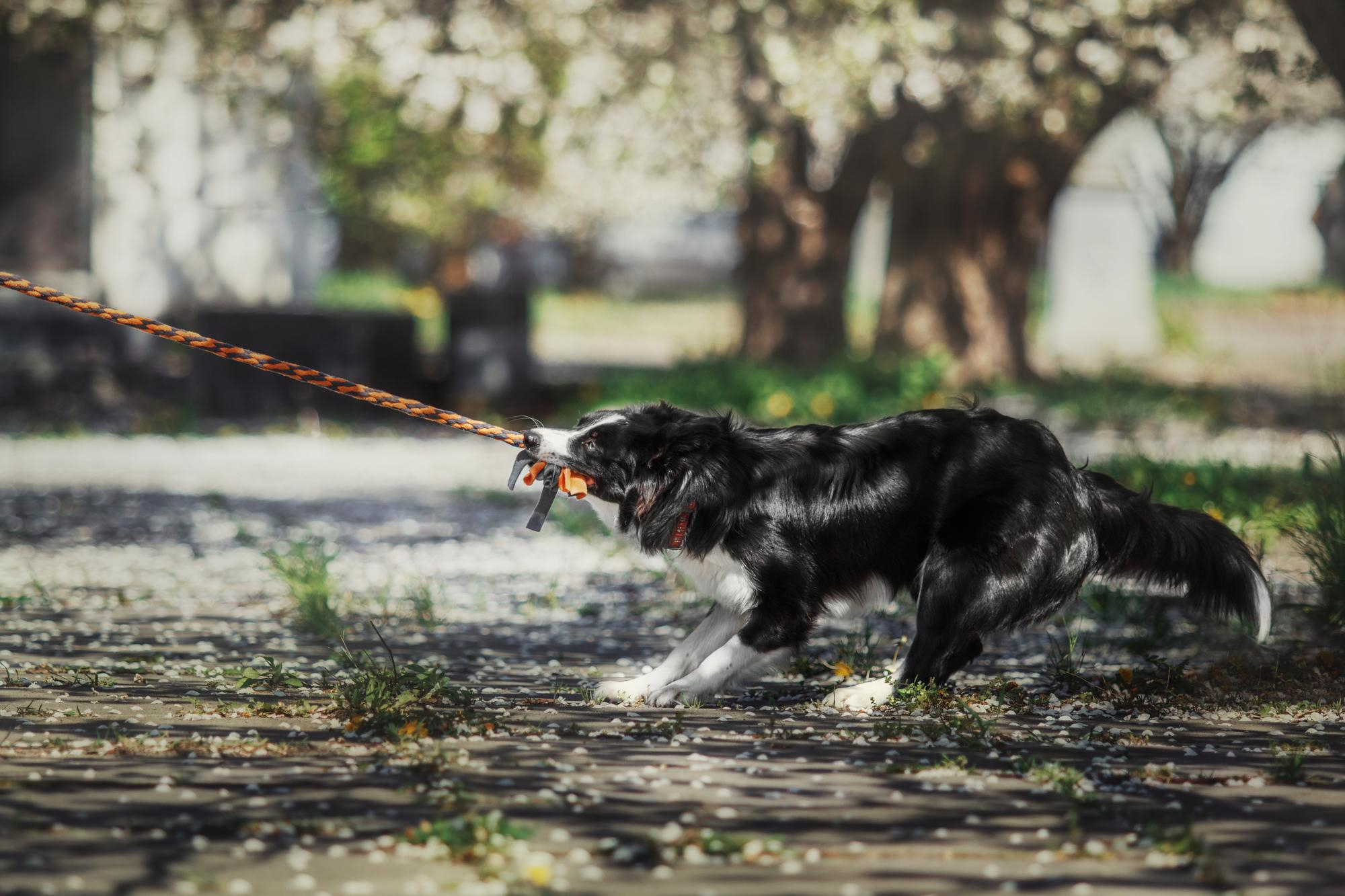 KPRC: Summer Safety Tips for Houston Dog Owners