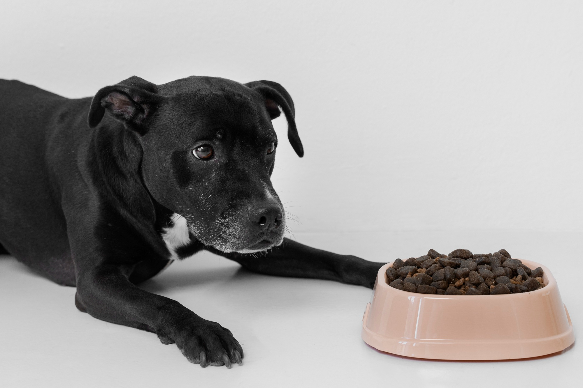 FeedVoice: Rewriting the Standards for Professional Dog Training