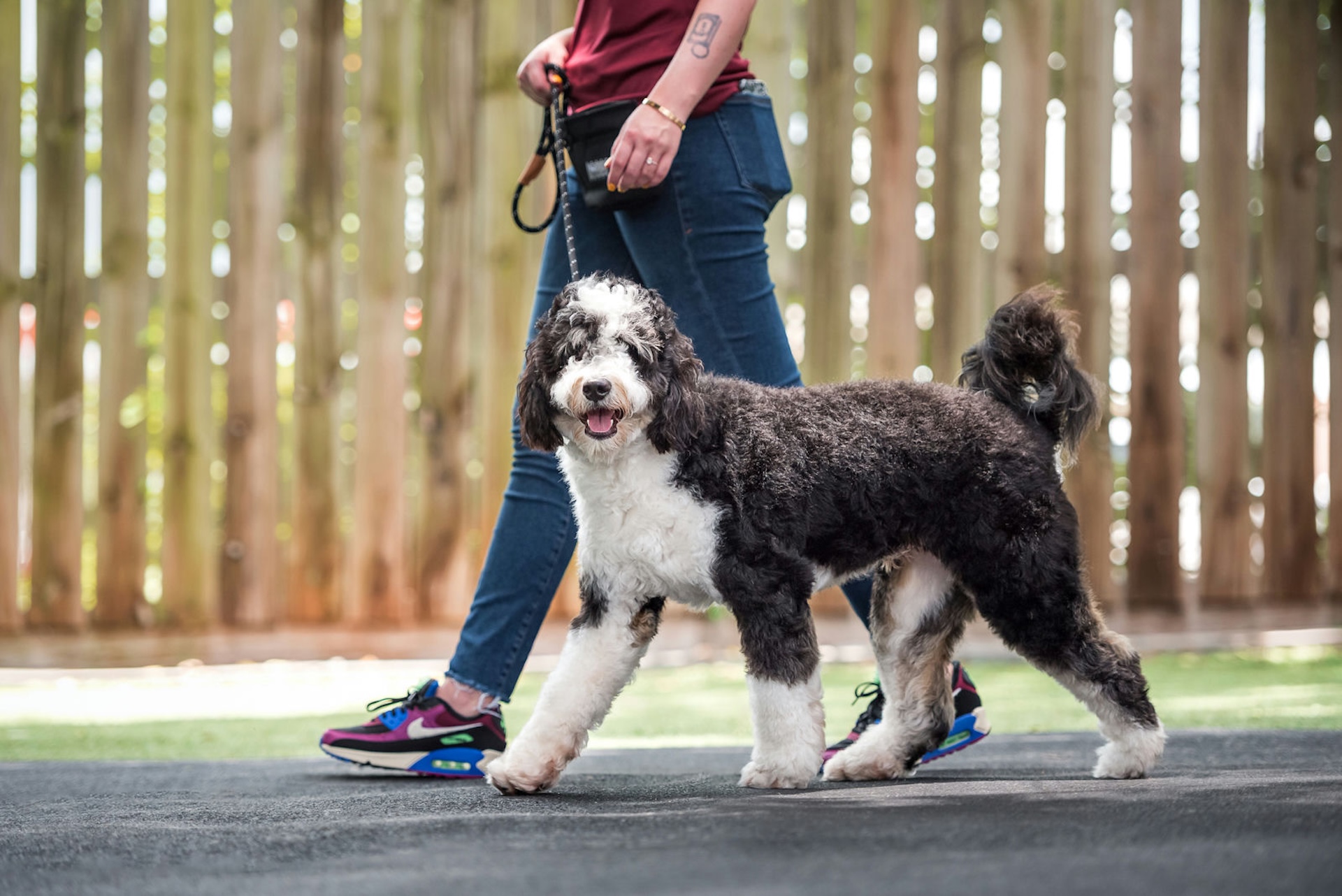 When Dog Genetics, Environment, Ownership, and Breeders Collide: Rethinking the Conversation