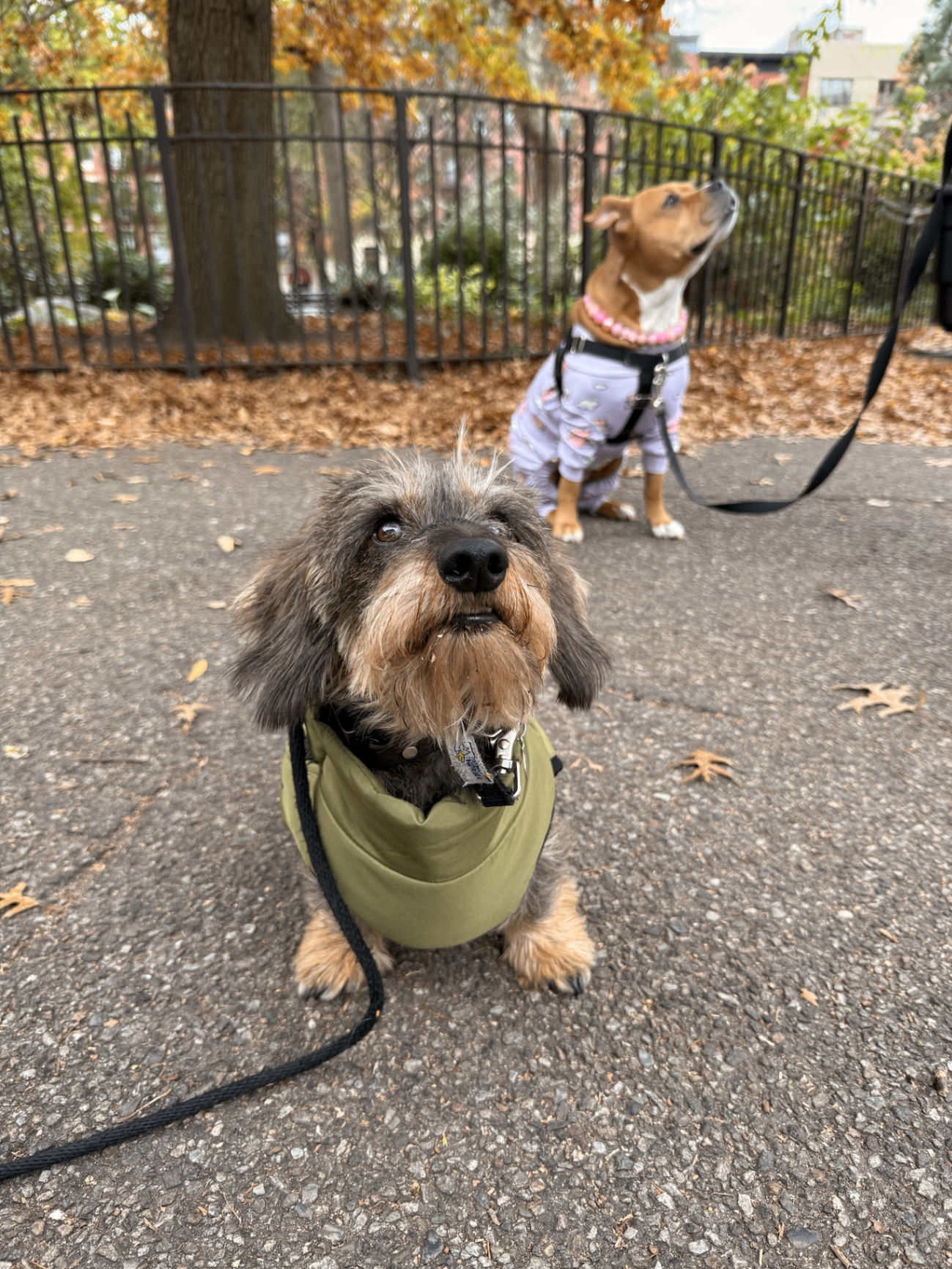Not All Dog Boarding Is Created Equal: What High-End Care Actually Looks Like