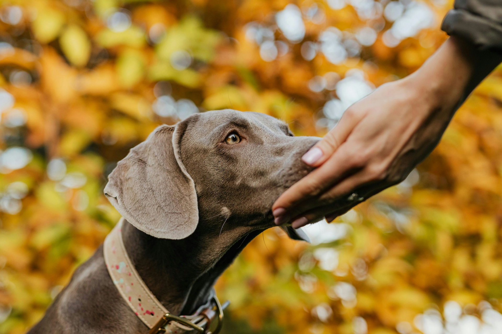 Teaching Your Dog the “Touch” Cue: A Simple Skill With Big Benefits