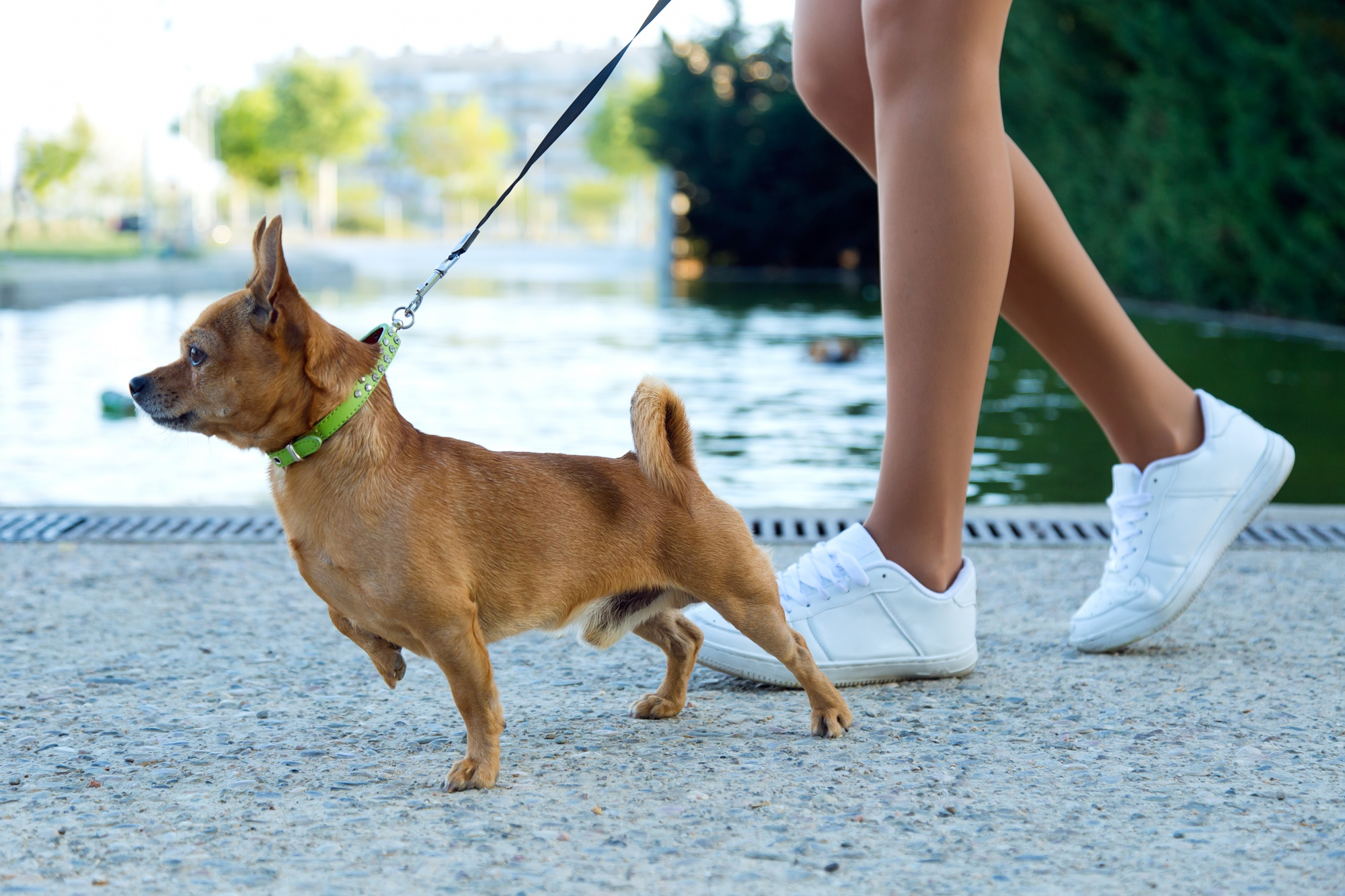 Leash Pulling